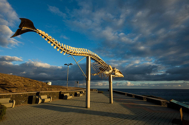 Vista trasera de la Escultura natural esqueleto de ballena en la costa de Los Silos al amanecer